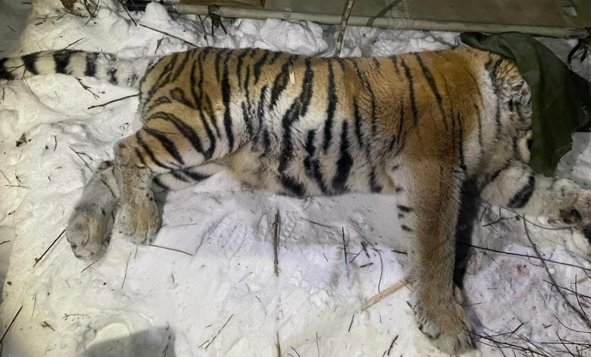 В Мухене Хабаровского края поймали конфликтную тигрицу