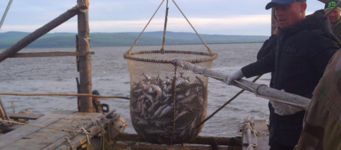 Хабаровские рыбаки считают, что аукционы убьют их бизнес