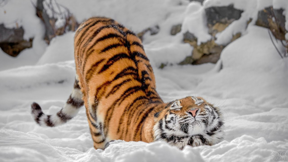 Тигр в хабаровском кафе уже стал почти «домашним котом»