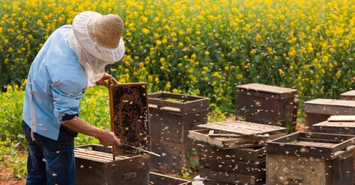 Хабаровский пчеловод получит грант на промышленную пасеку