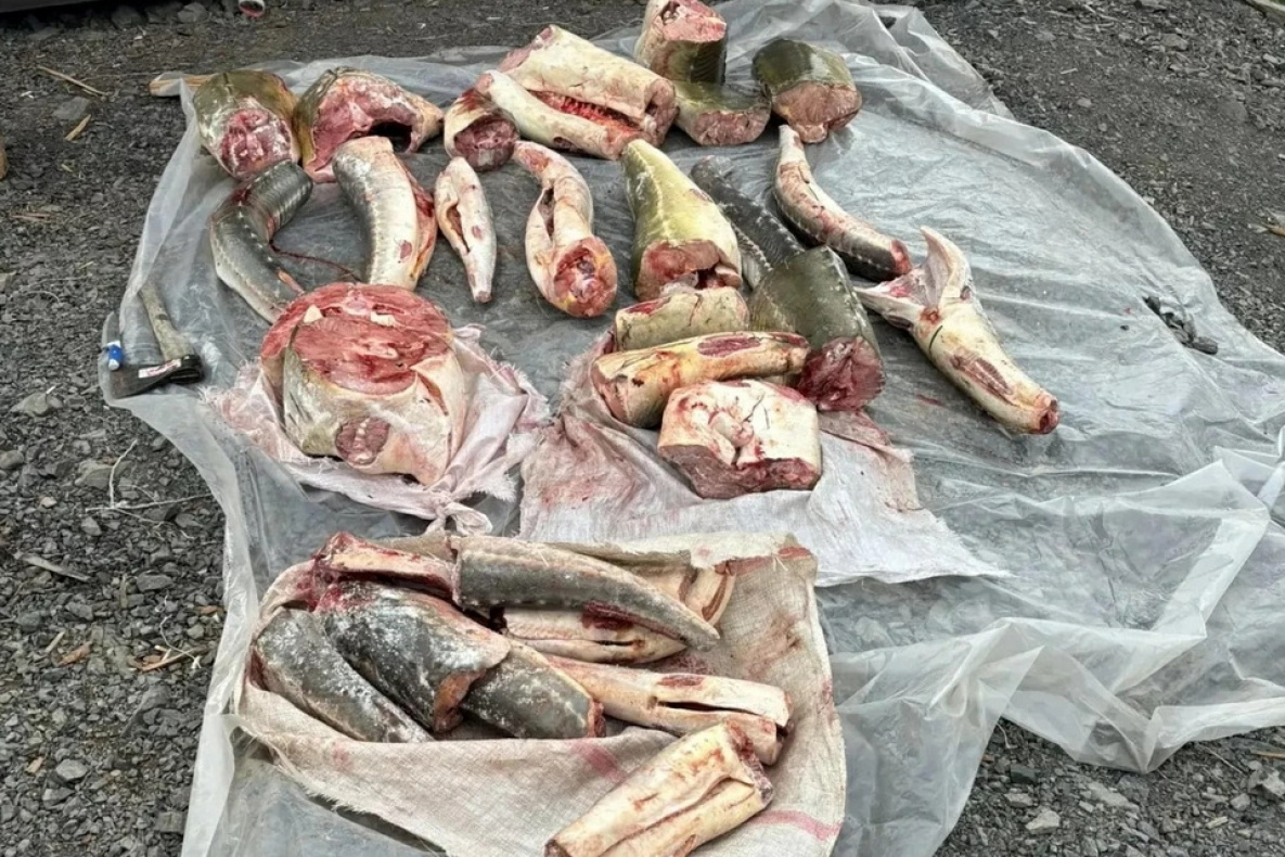 Житель Хабаровского края хранил в холодильнике 311 кг осетра и калуги