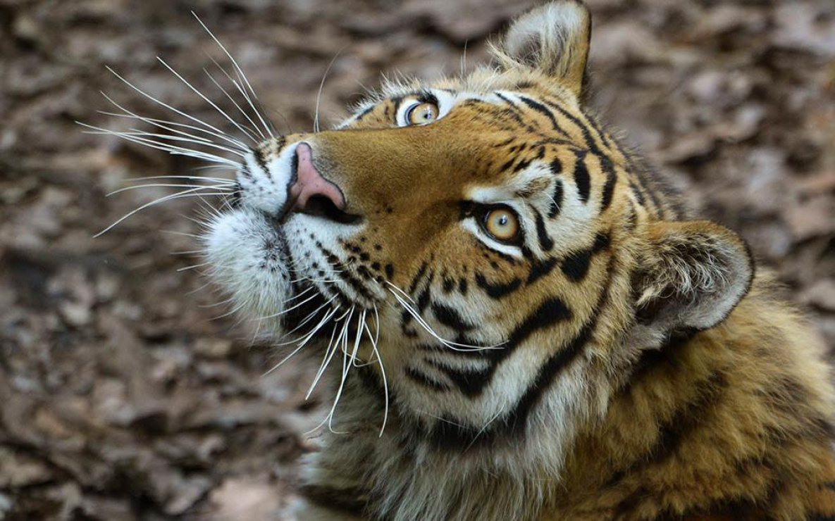 Интеллигентного тигра опознали на видео в Хабаровском районе