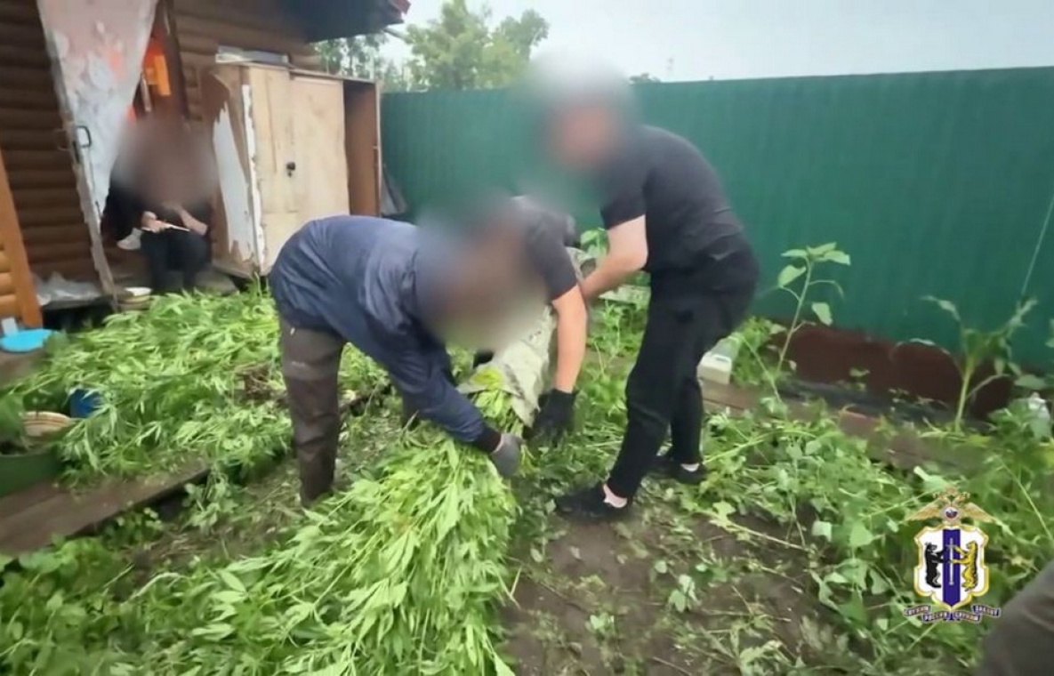 Плантацию с 4 тысячами кустов конопли нашли полицейские в Хабаровске