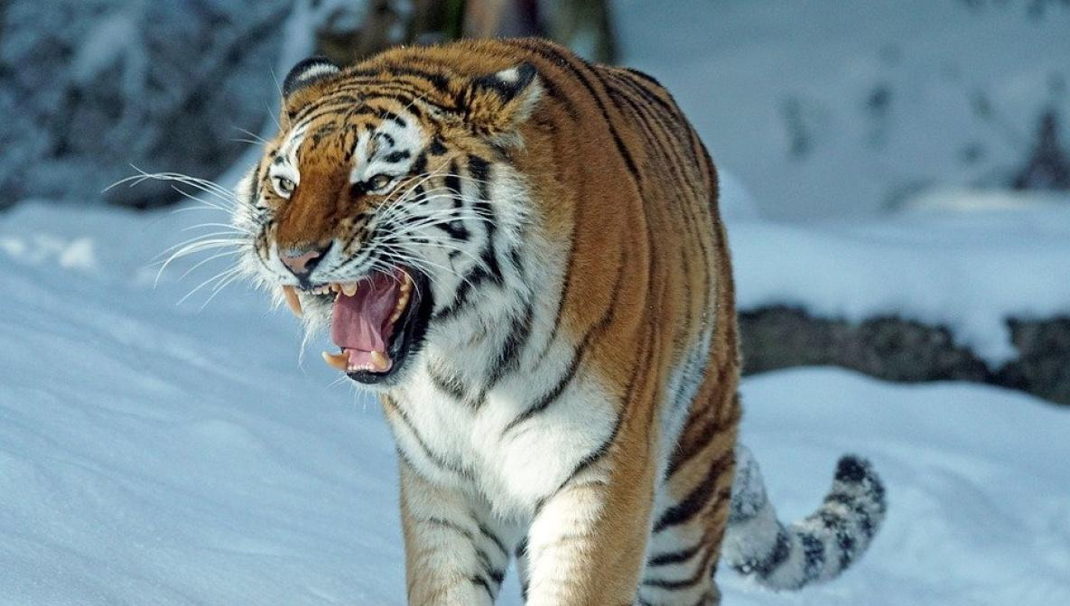 В Хабаровском крае отловили ещё одного конфликтного тигра
