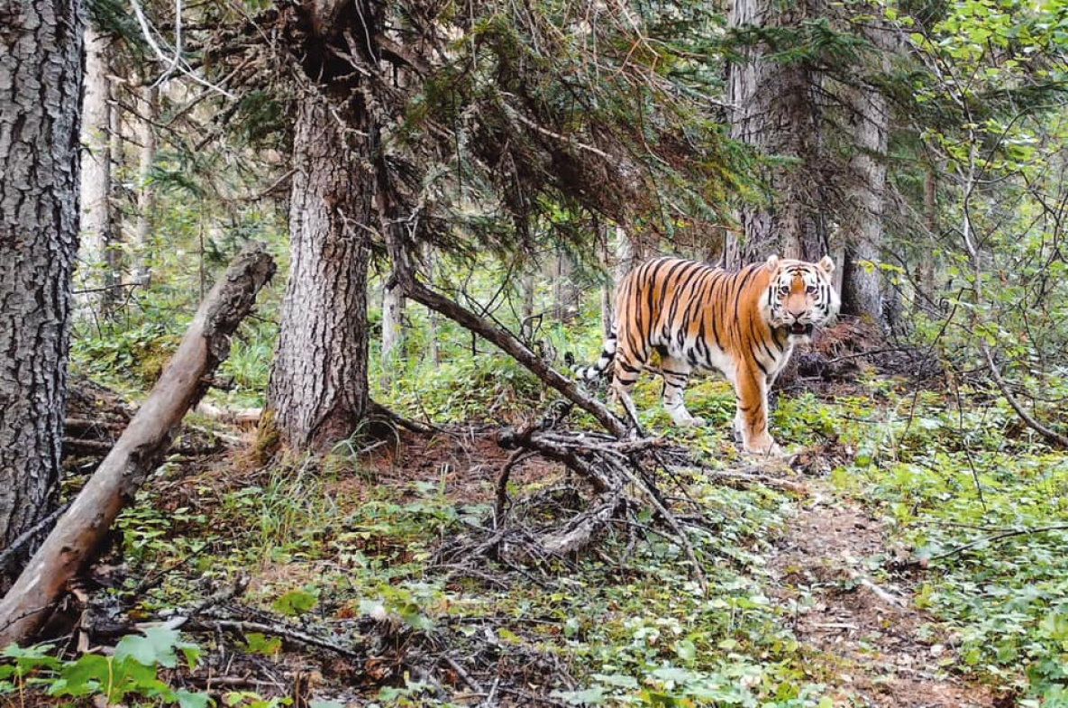 Хабаровские тигры осваиваются у холодных Шантарских островов