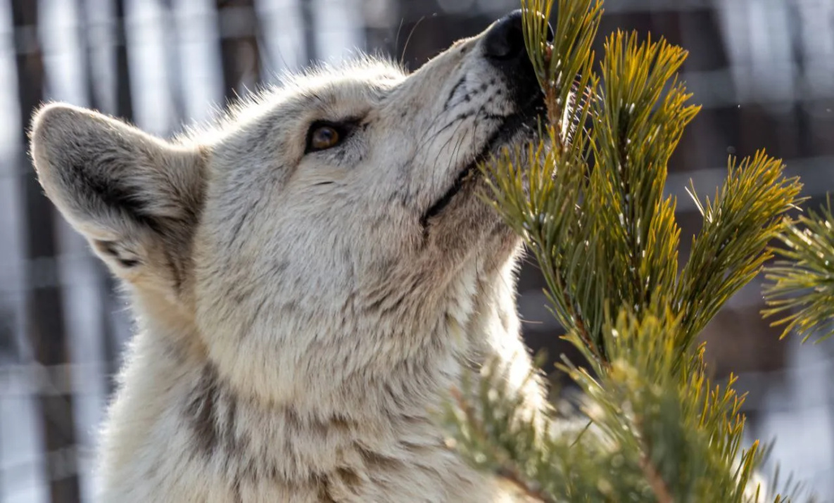 Жители Хабаровска смогут подарить новогодним елям вторую жизнь