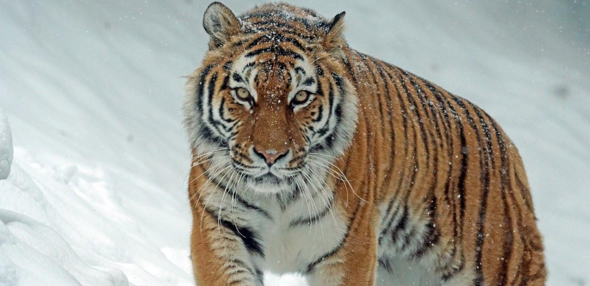 Тигра-лакомку пытаются отловить охотоведы в Хабаровском крае