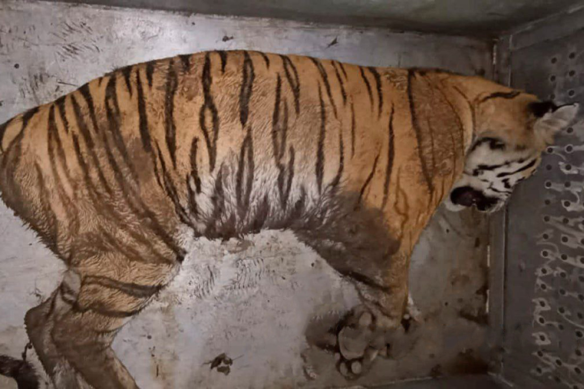 В селе Маяк Хабаровского края отловили конфликтного тигра