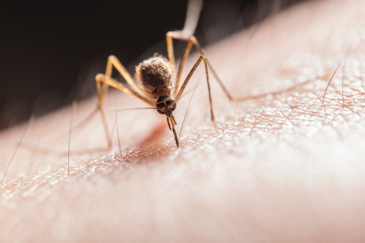Комары в Хабаровске появятся позже обычного