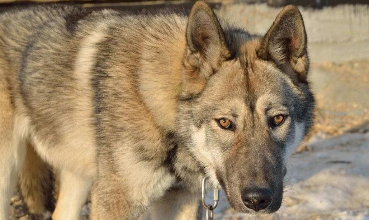 Хабаровчан напугали волкособы, но это не точно