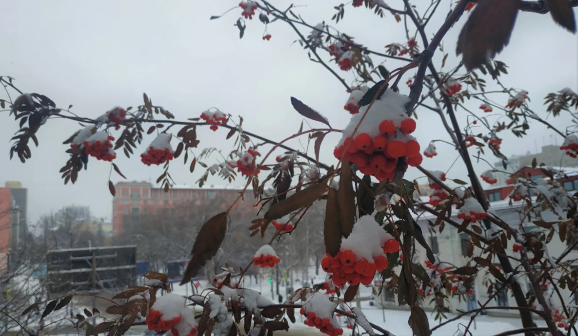 Сильный ветер и снег принесёт в Хабаровский край циклон