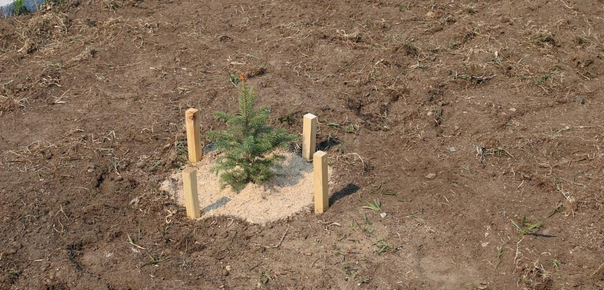 Родители Хабаровского края в честь рождения детей высадят деревья