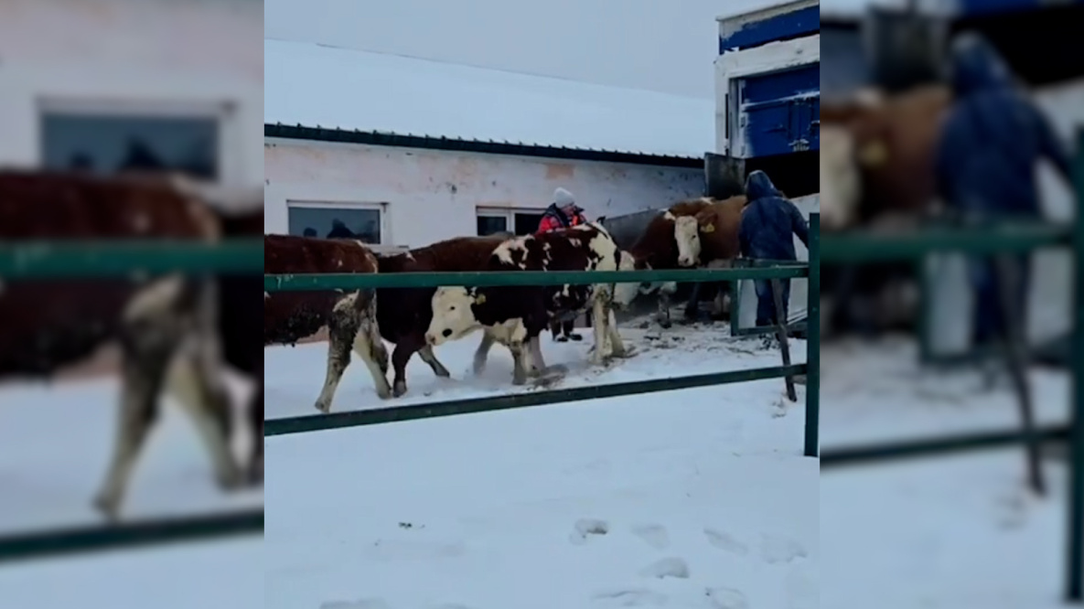 Породистые коровы приехали в Хабаровский край в двухэтажных фурах