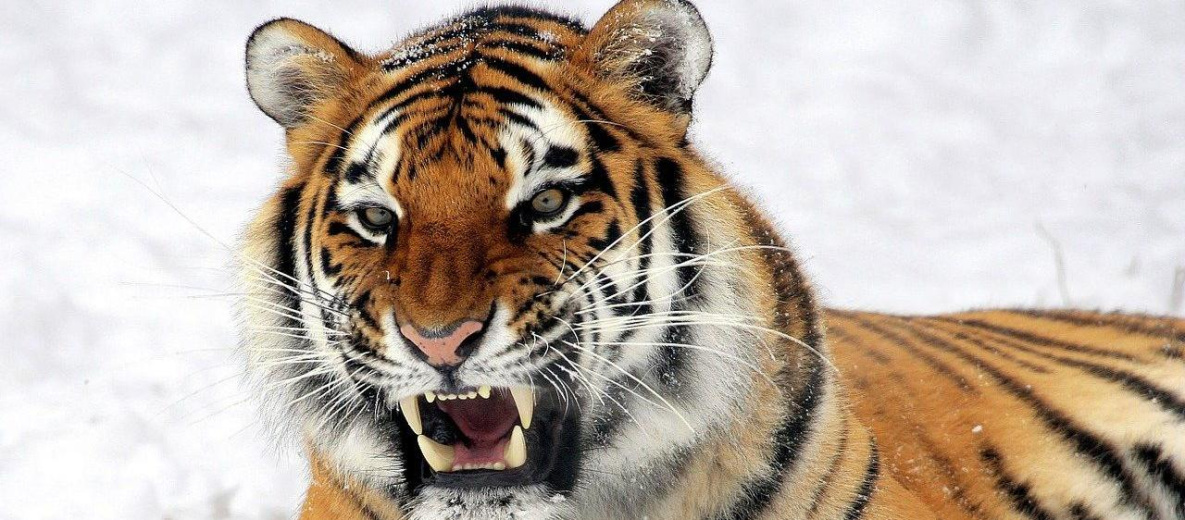 Туристы и наркодельцы мешают следить за тиграми в Хабаровском крае