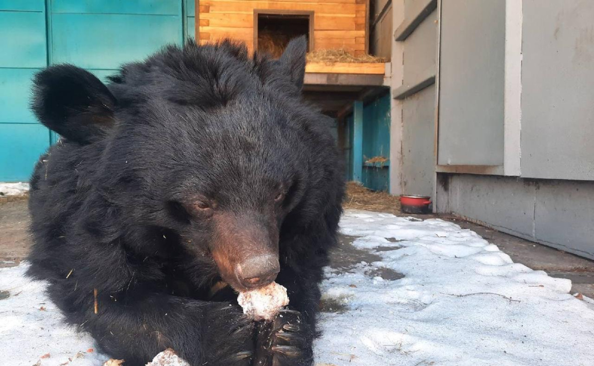 В Комсомольске-на-Амуре празднично разбудят медведя