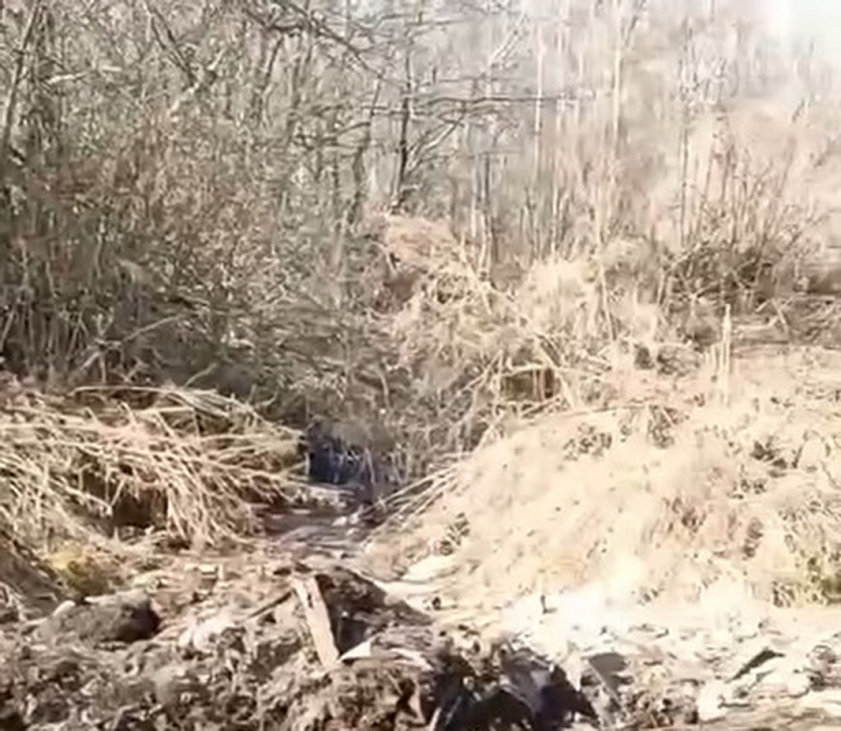 Огромную свалку туш животных нашли в Хабаровском крае