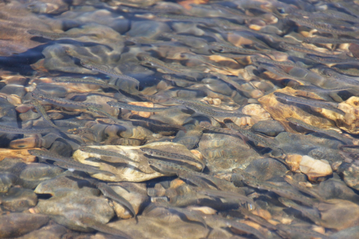 На Дальнем Востоке рекордно много выпустили молоди лосося