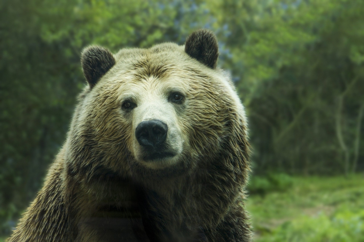 В Хабаровском крае медведи будут чаще выходить к людям