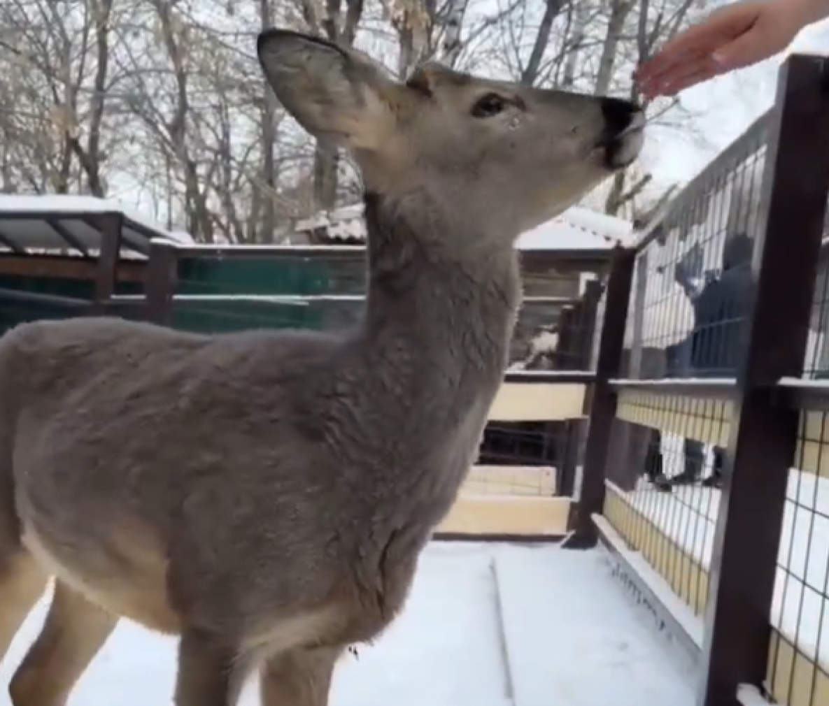 Молодая косуля обрела в хабаровском зоосаде «приёмную маму»