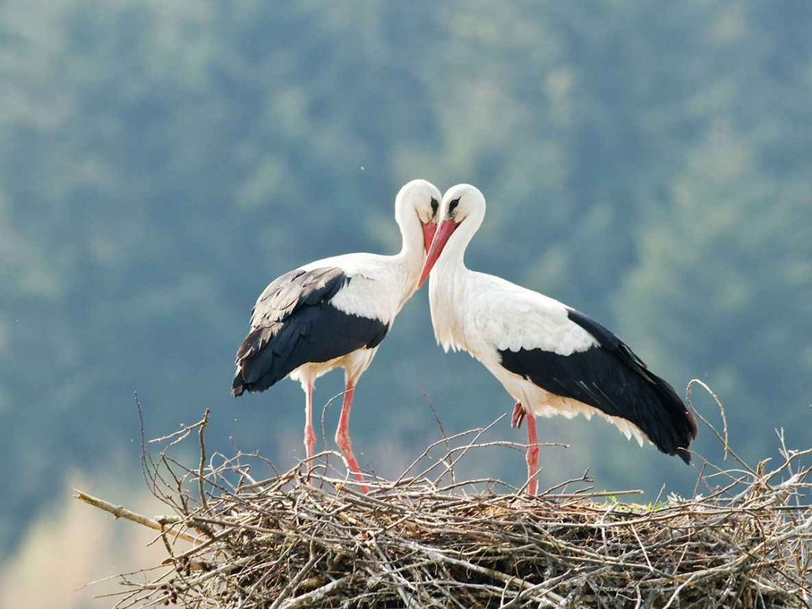 Рост популяции птиц из Красной книги отмечен в заповеднике «Болоньский»