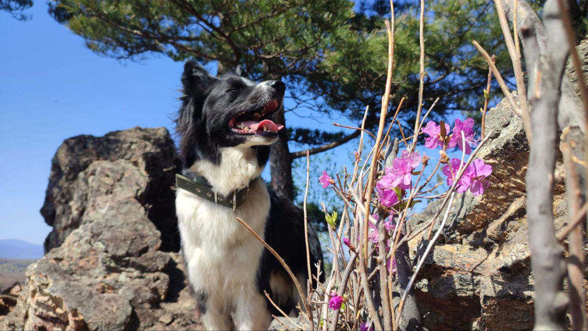 «Ночную милю» пробегут спортсмены с собаками под Хабаровском