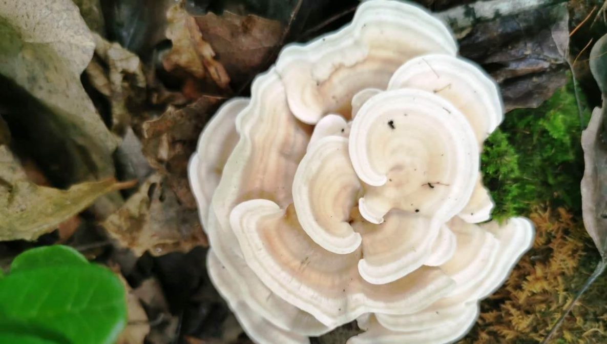 Хищные грибы замечены на севере Хабаровского края