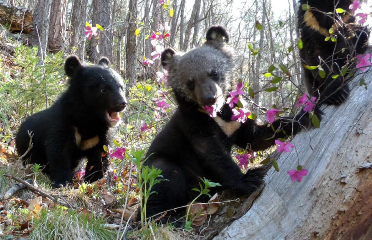 О хабаровских гималайских медведях снимут «народный» фильм
