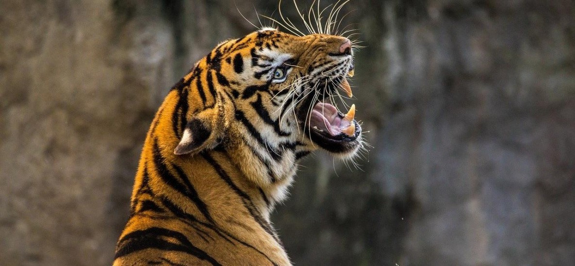 Эксперты объяснили нападение тигра-людоеда в Хабаровском крае