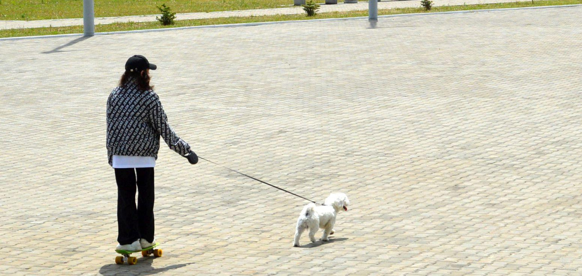 В Хабаровском крае готовятся ввести штрафы за неправильный выгул собак