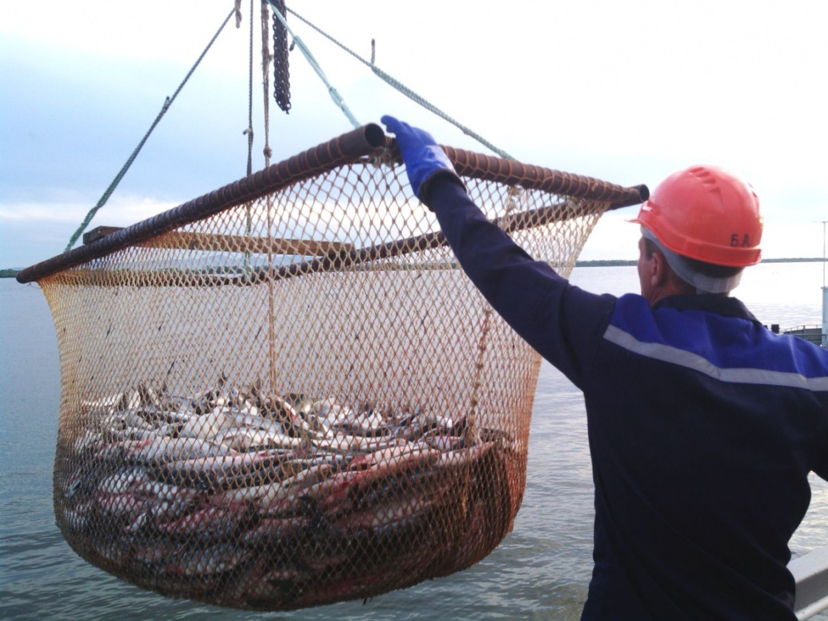 В Хабаровском крае выловят на 2 тысячи тонн больше лососей 