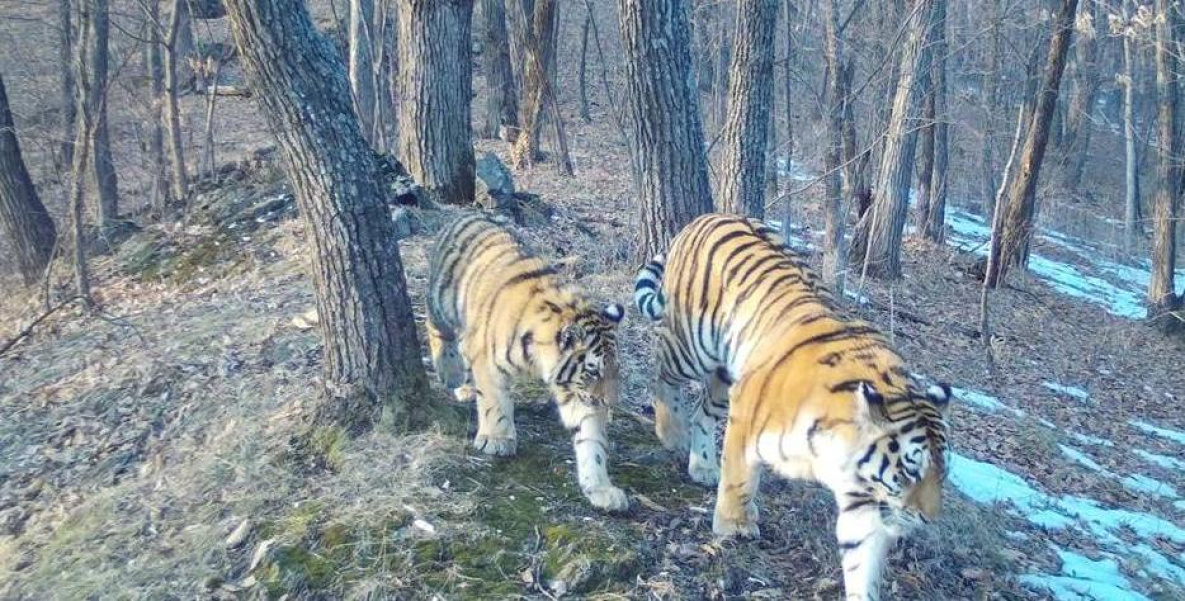 Тигрица с тремя детёнышами нашла новое логово под Хабаровском
