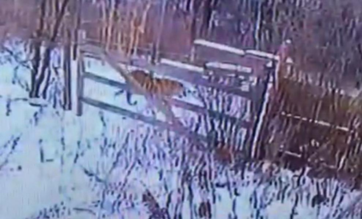 Тигр держит в страхе жителей посёлка в Хабаровском крае