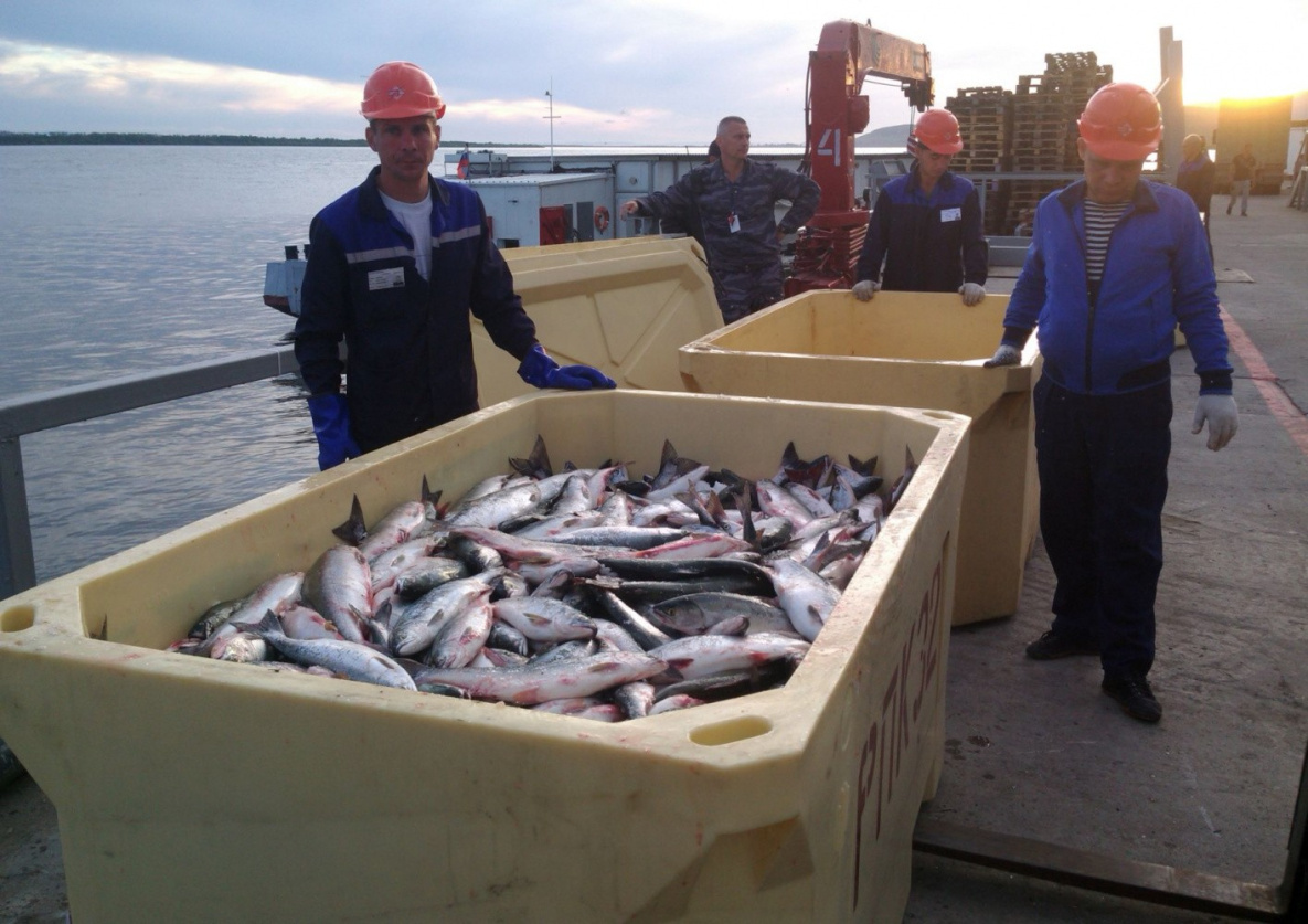 Наука настаивает на запрете летней лососевой путины на Амуре