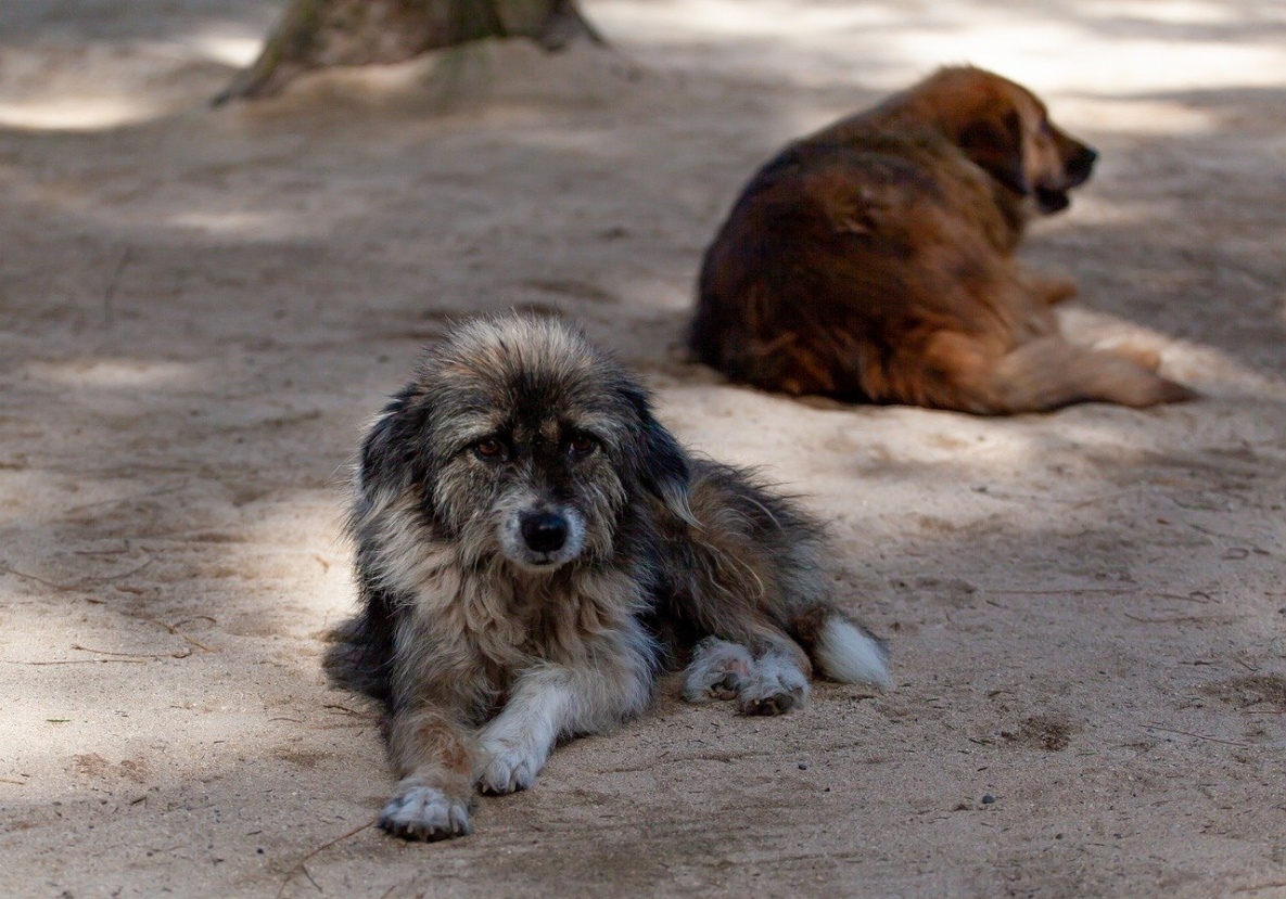 Администрация Хабаровска построит приют для бездомных собак