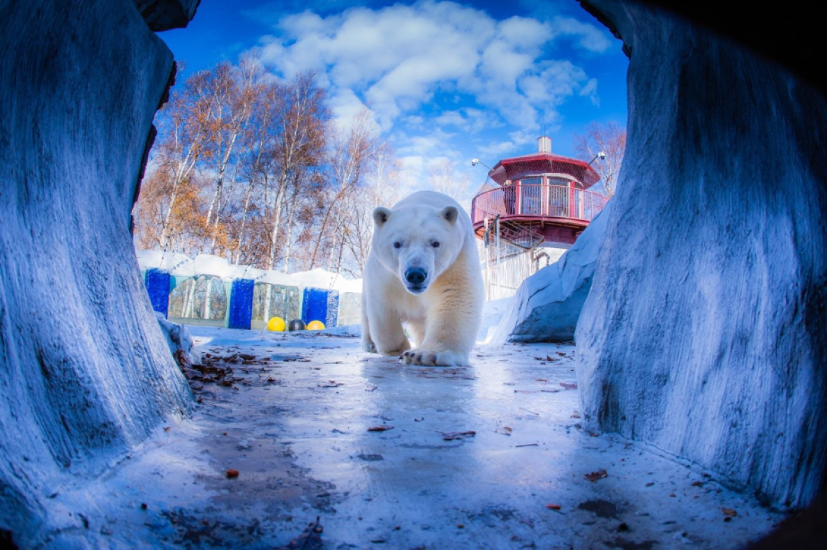 В зоосаде Хабаровска отметят Международный день полярного медведя