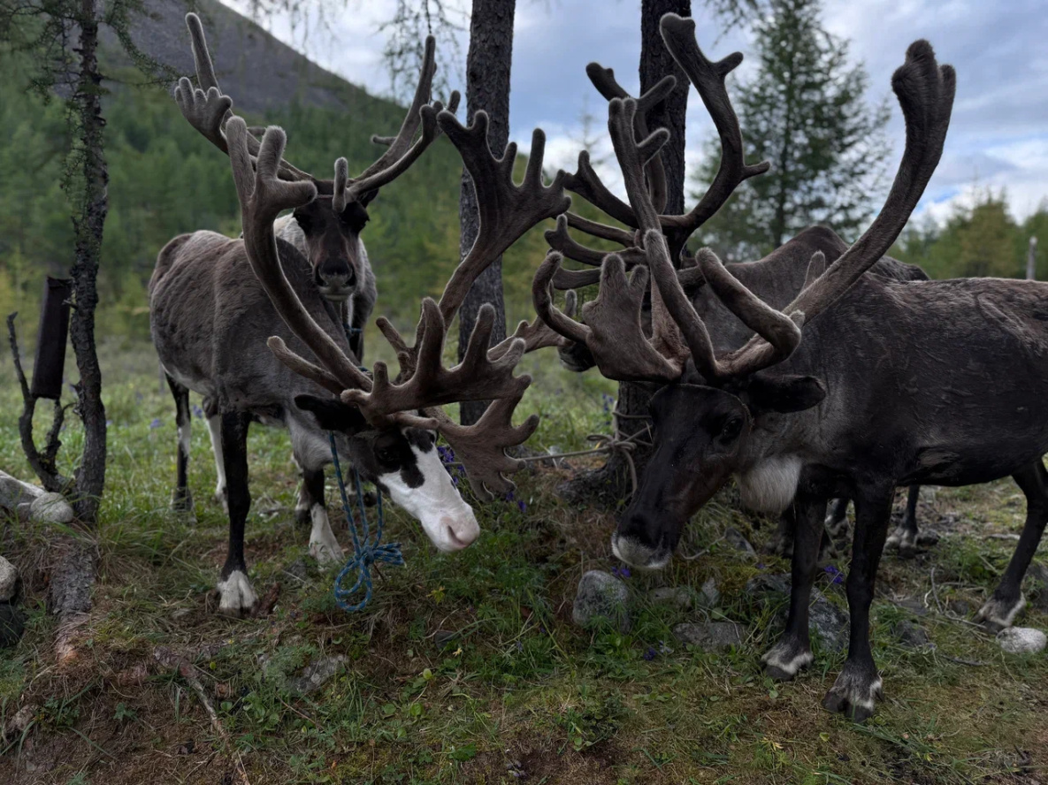 Фильм о последних оленеводах Охотского округа сняли документалисты