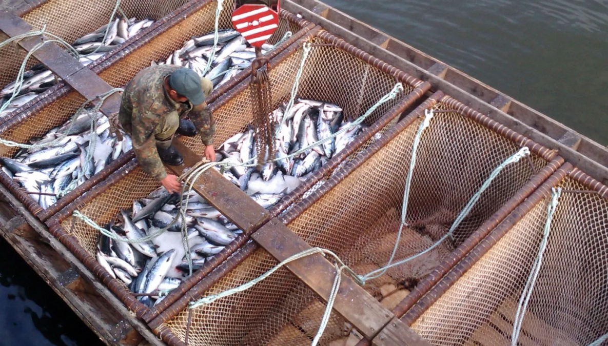 Подходы горбуши в реки юга Хабаровского края удивили российских учёных