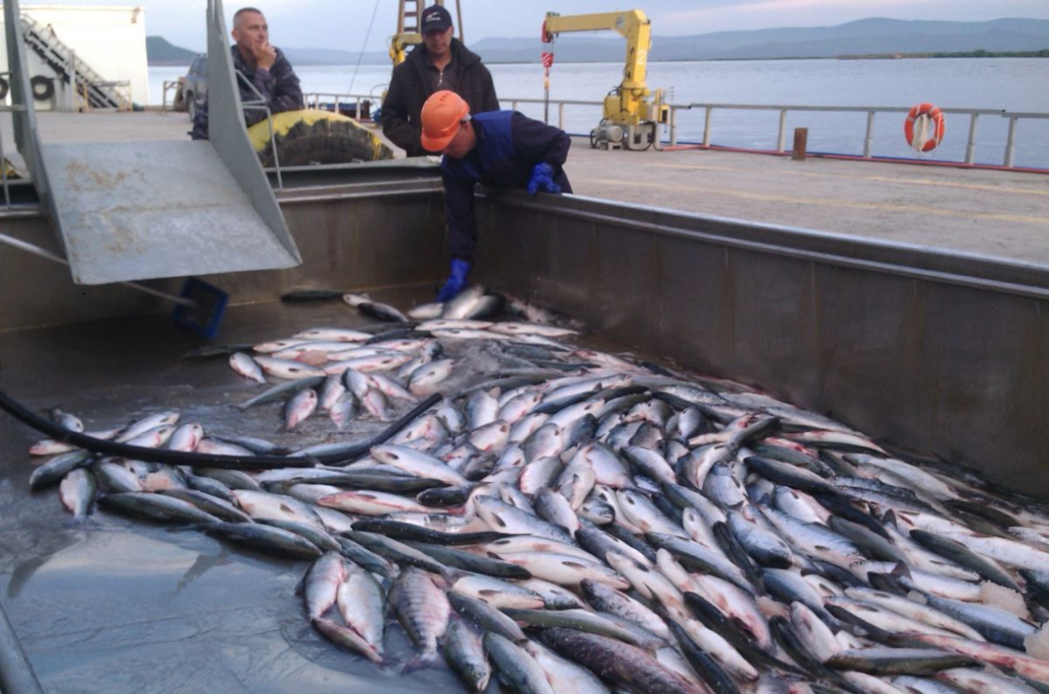 Совфед России прописал гражданам страны по 28 килограммов рыбы в год