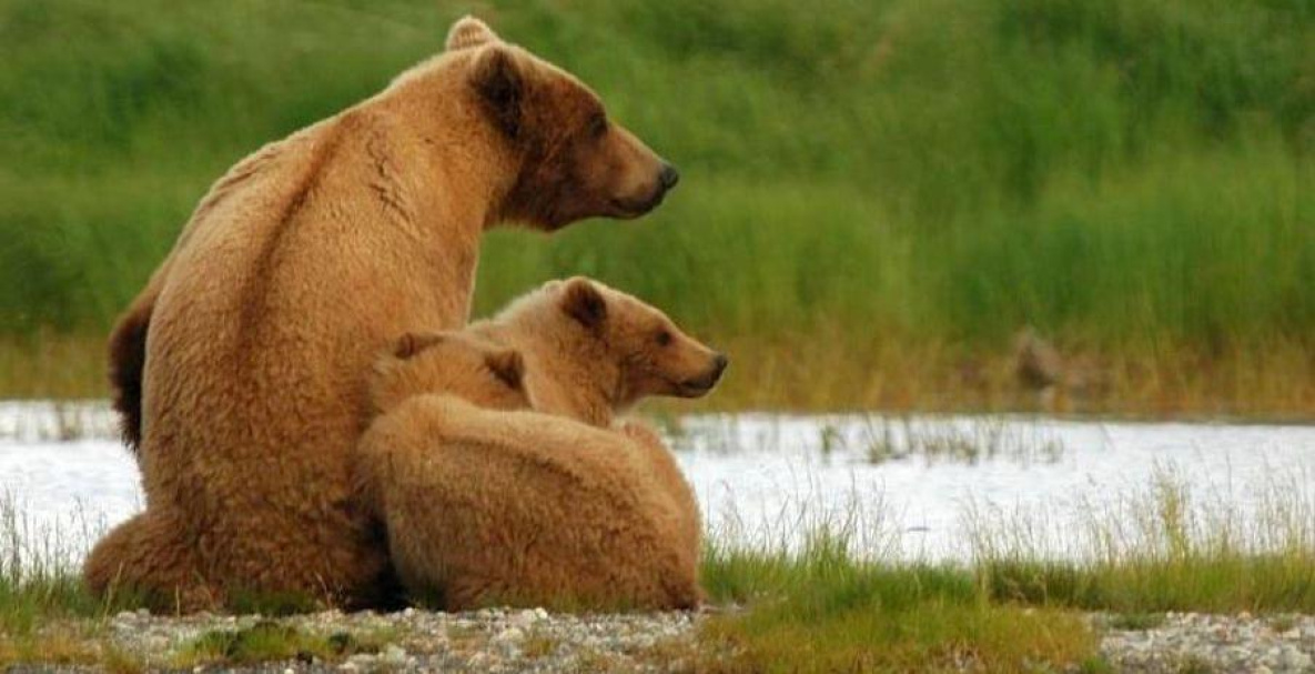 Жителю Хабаровского края крупно повезло при встрече с медведицей