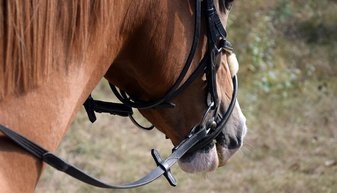 Полиция Ванино несколько дней ищет хозяина бесхозного коня