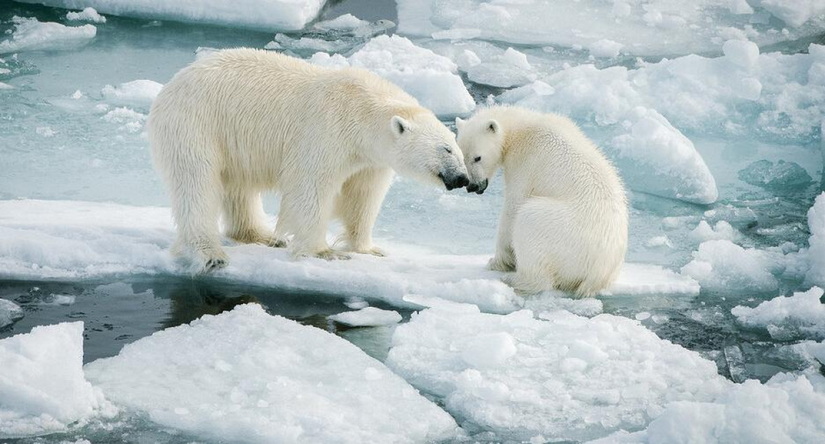 Программа «Роснефти» по защите белых медведей отмечает юбилей