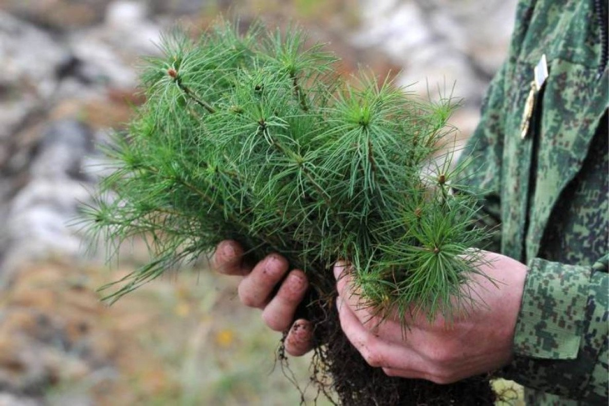 Хабаровчане помогают восстанавливать погибший лес Якутии