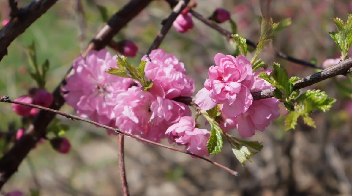 Хабаровский край перекрашивается в цвета весны и лета