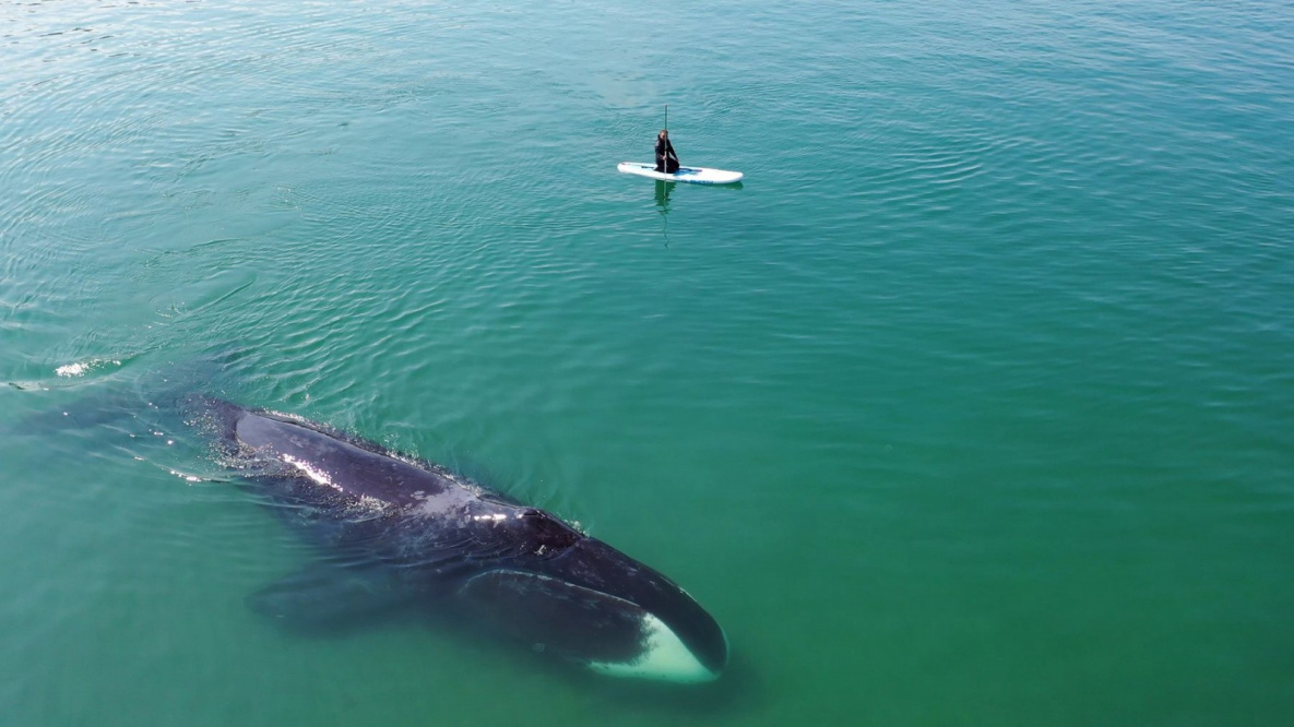 В Хабаровском крае ищут волонтёров для спасения китов