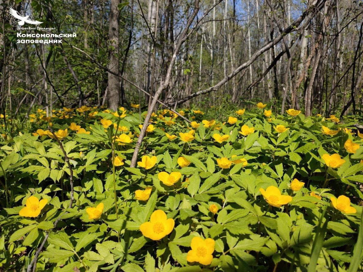 Хохлатка прекрасная и вальдштейния «озолотили» леса Хабаровского края
