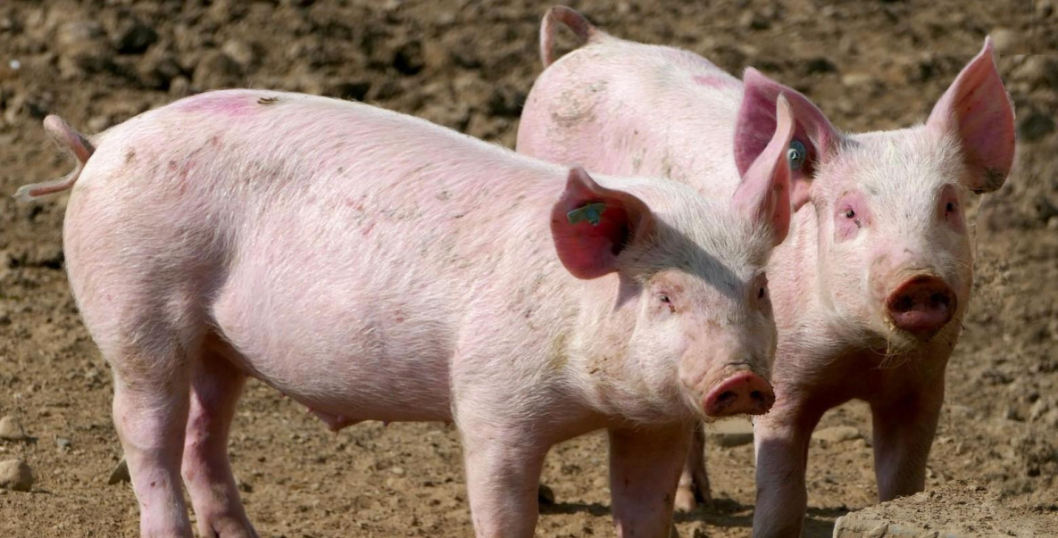 300 свиней уничтожат в Хабаровском крае из-за АЧС 