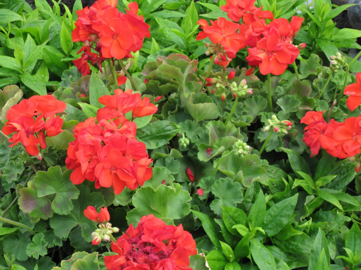 Народные приметы на 15 марта: сегодня надо купить красную герань