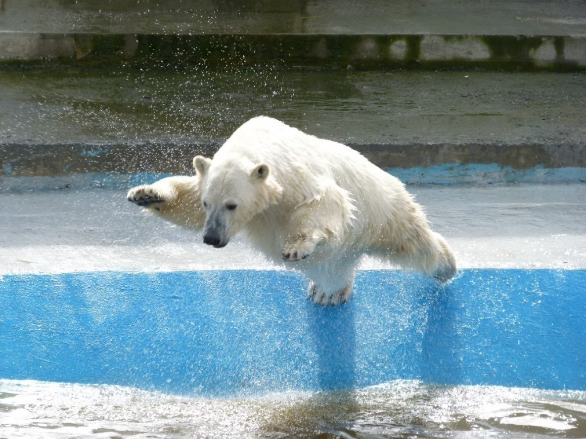 Медведь Алмаз в зоосаде Приамурский проверил на прочность новый бассейн