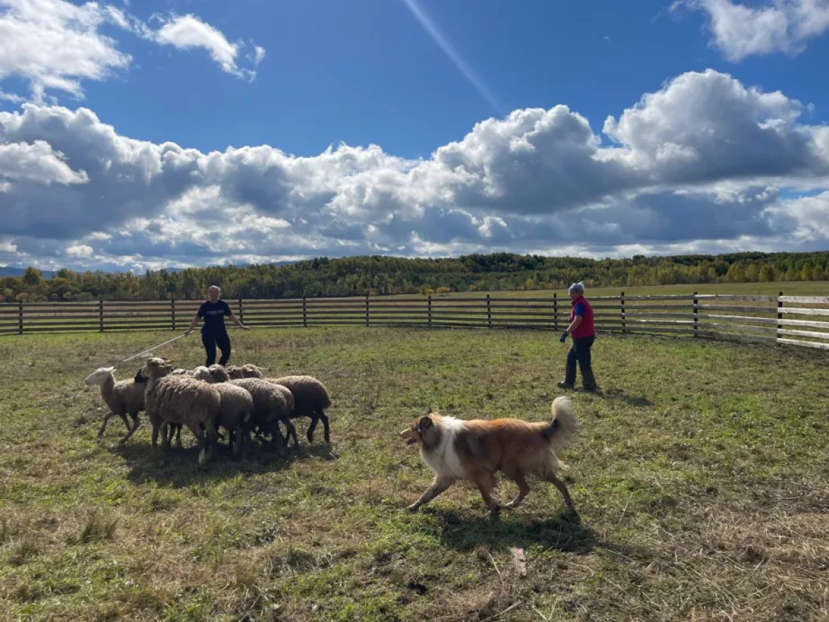 Собак в Хабаровском крае учат быть пастухами
