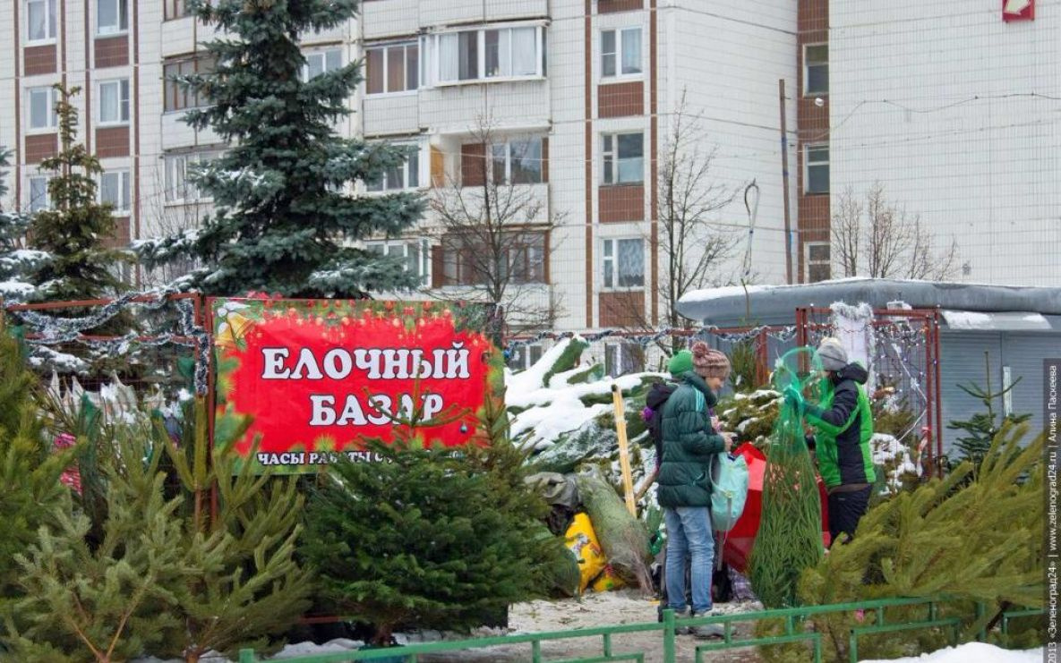 В Хабаровске начинают работать ёлочные базары